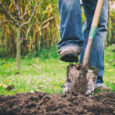 Digging in a garden with a spade