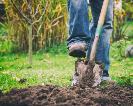 Digging in a garden with a spade