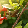 gardener pruning trees with pruning shears on nature background.