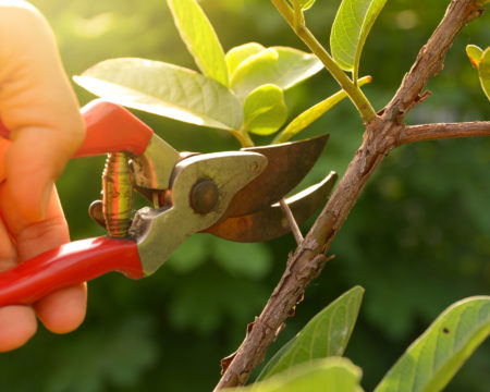 gardener pruning trees with pruning shears on nature background.