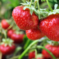 close-up of ripe strawberry in the vegetable garden