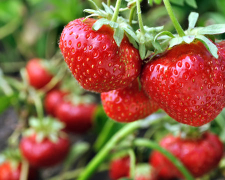 close-up of ripe strawberry in the vegetable garden