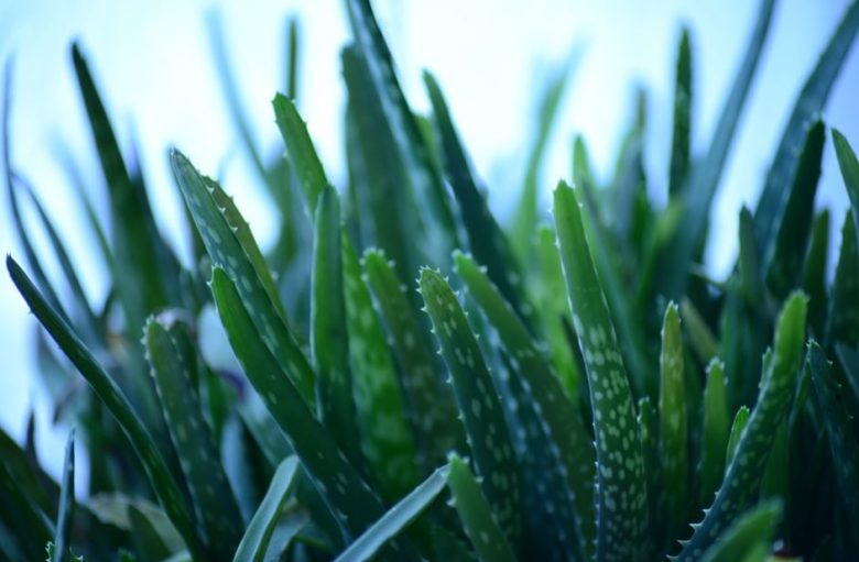 Aloe Vera