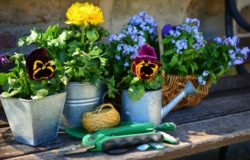Que semer, planter ou tailler au mois de Juin ? Jardin ou potager, découvrez tous nos conseils sur le blog !
