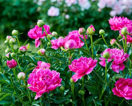 Focus sur Le Jardin de Julie, où la passion des fleurs envahit une rue de Mulhouse, avec un savoir faire parfait.