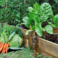 vegetables in a patch