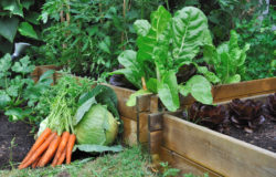 vegetables in a patch