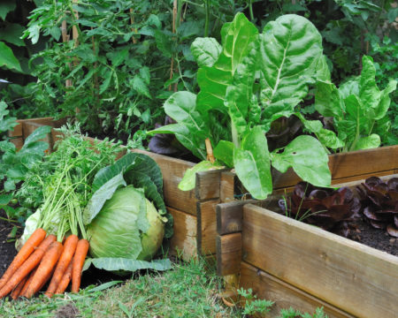 vegetables in a patch