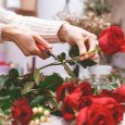 Flower shop seller prepares roses to create a bouquet by pruning them
