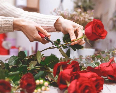 Flower shop seller prepares roses to create a bouquet by pruning them