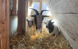 Reportage sur un mode de vie atypique ! Pour une vie écolo et économique avec des animaux attachants et pratiques.