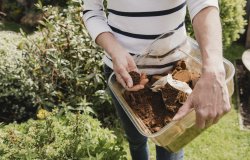 Using Coffee as Compost