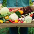 Farmer holding a basket full of harvest organic autumn vegetables.