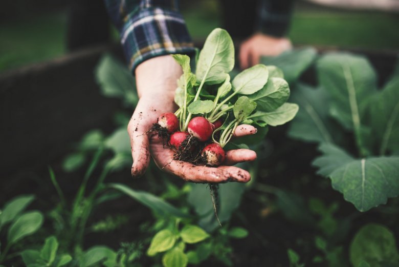Bach potager, achat jardin