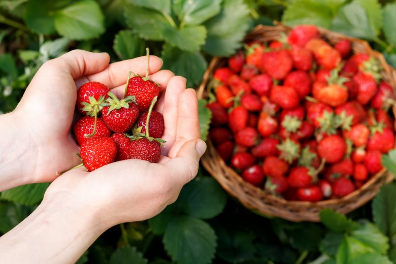 Bac à potager