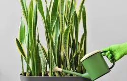 purifier écologiquement votre air