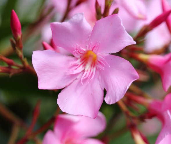 laurier rose été