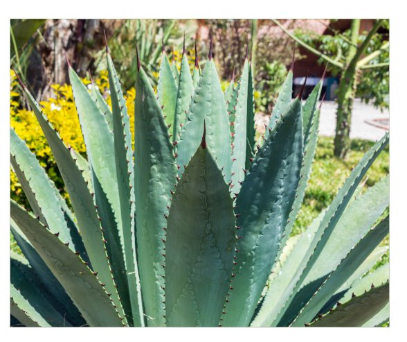 L'Agave resiste au soleil