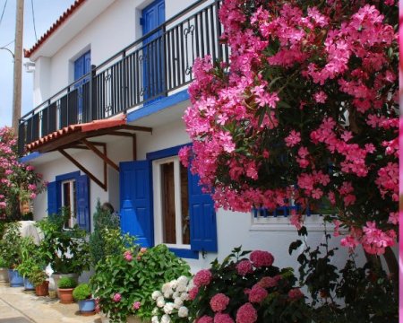 Quelles plantes choisir en plein soleil dans vos jardins, terrasses, balcon. Résistant au soleil.. La sélection des plantes résistantes au soleil cet été