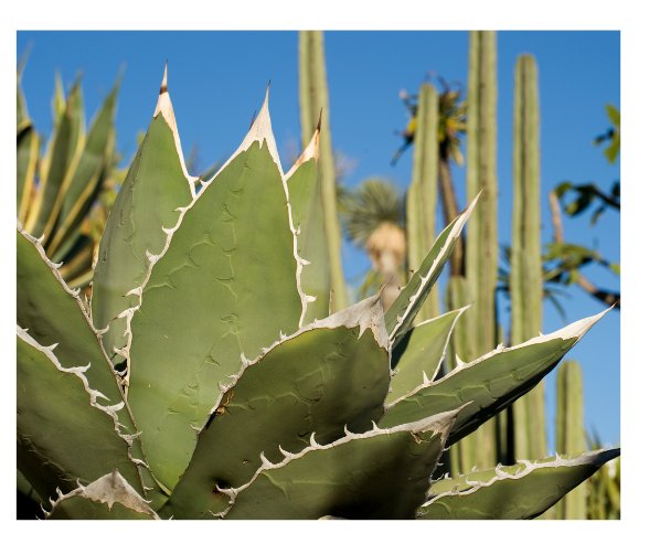 AGAVE