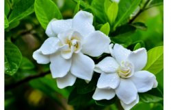 Quelle plante mettre en plein soleil cet été