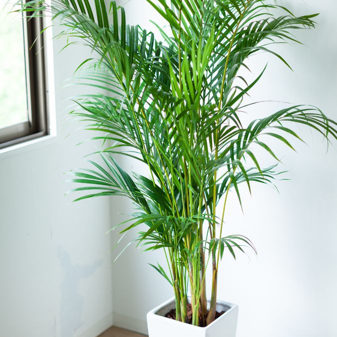 PLANTE VERTE INTERIEUR