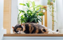 interieur-plantes-vertes