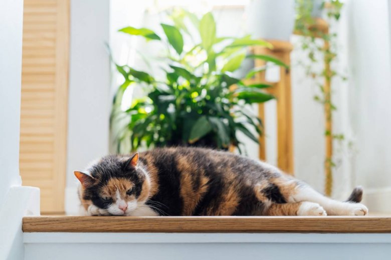 plante verte intérieur