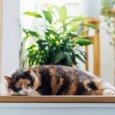 interieur-plantes-vertes