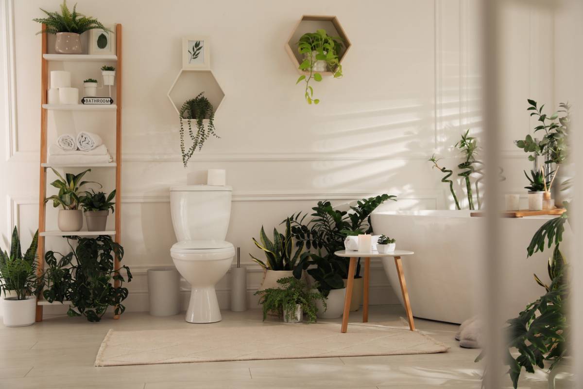 Plantes d'intérieur : 20 espèces et variétés pour la salle de bain
