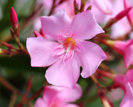 quelle plantes choisir cet été à planter dans vos jardins, résistantes au soleil