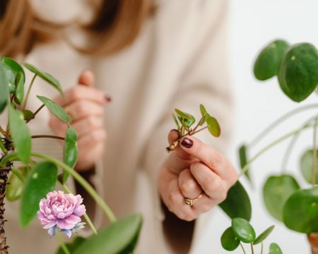 Pourquoi bouturer les plantes dan votre jardin, terrasses ou plantes d'intérieur. Créer de nouvelles poussent, trés ecolo