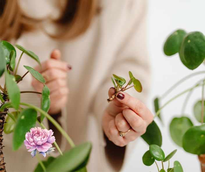 Pourquoi bouturer les plantes dan votre jardin, terrasses ou plantes d'intérieur. Créer de nouvelles poussent, trés ecolo