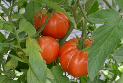 tomates bio voglesheim