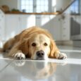 un chien au sol sur un carrelage dans une cuisine