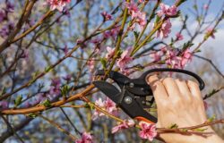 jardin avril printemps