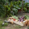 JPEG LEGUMES ET FRUITS
