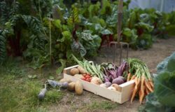 JPEG LEGUMES ET FRUITS