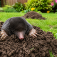 comment se debarasser d une taupe dans le jardin