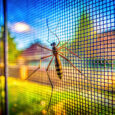 NEOFEN PROTECTION CONTRE LES INSECTES DANS LA MAISON